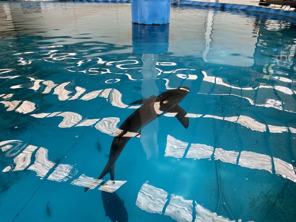 宜蘭礁溪景點-金車生物科技水產養殖研發中心,媲美水族館的室內景點 宜蘭礁溪景點-金車生物科技水產養殖研發中心,媲美水族館的室內景點