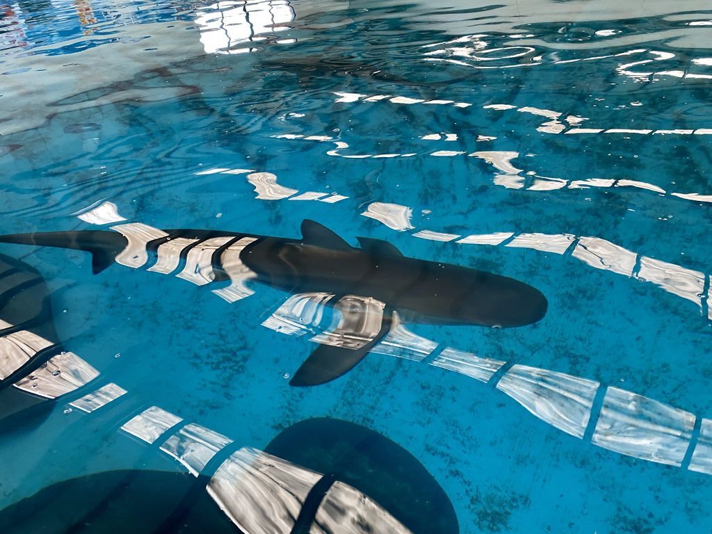 宜蘭礁溪景點-金車生物科技水產養殖研發中心,媲美水族館的室內景點 宜蘭礁溪景點-金車生物科技水產養殖研發中心,媲美水族館的室內景點