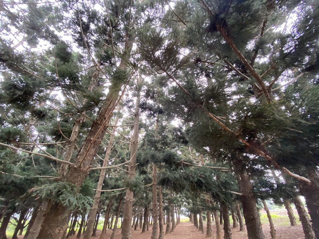 台中沙鹿景點-來看看如夢似幻的忘憂森林-九天黑森林