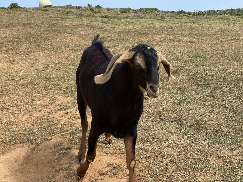 屏東恆春一日遊可以哪一些景點?來看看丁小羽的屏東一日遊行程 屏東恆春一日遊可以哪一些景點?來看看丁小羽的屏東一日遊行程