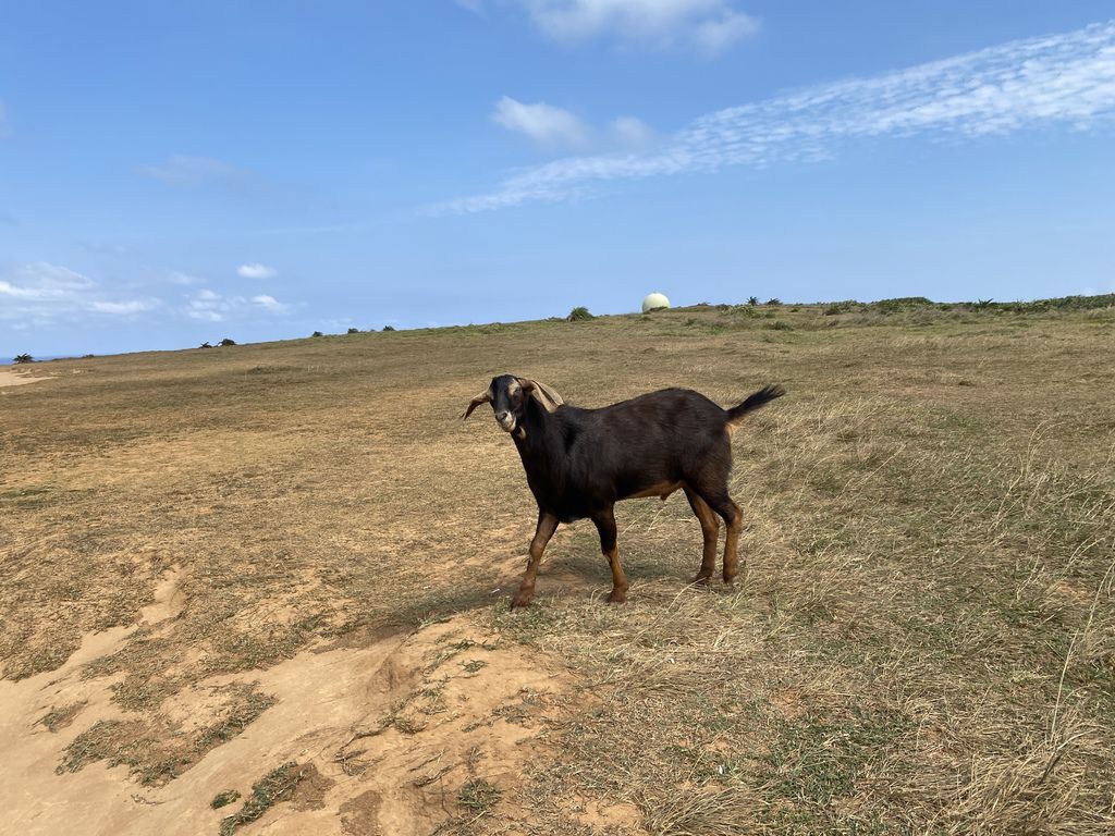 屏東墾丁景點-在龍磐公園欣賞美麗的海景、大草原以及尋找可愛小羊 屏東墾丁景點-在龍磐公園欣賞美麗的海景、大草原以及尋找可愛小羊