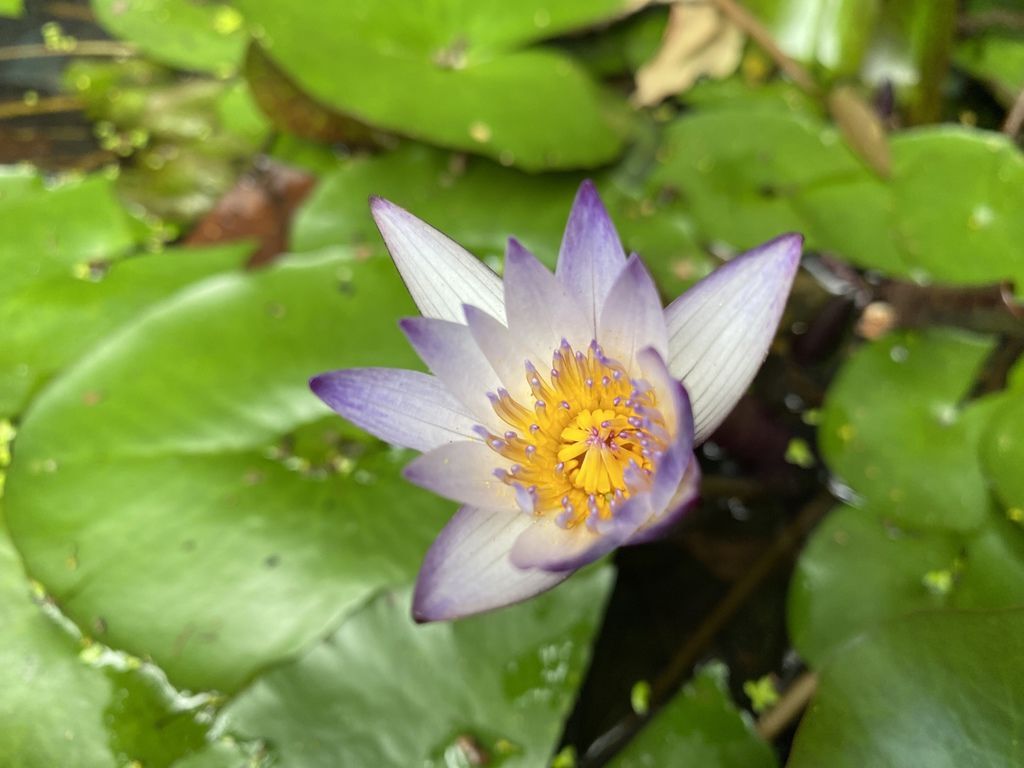 汐止景點-親民的新山夢湖步道,走訪汐止知名的夢幻之湖 汐止景點-親民的新山夢湖步道,走訪汐止知名的夢幻之湖