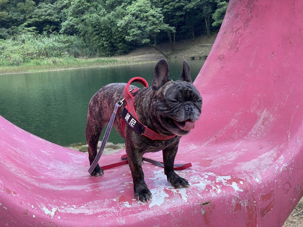 汐止景點-親民的新山夢湖步道,走訪汐止知名的夢幻之湖 汐止景點-親民的新山夢湖步道,走訪汐止知名的夢幻之湖
