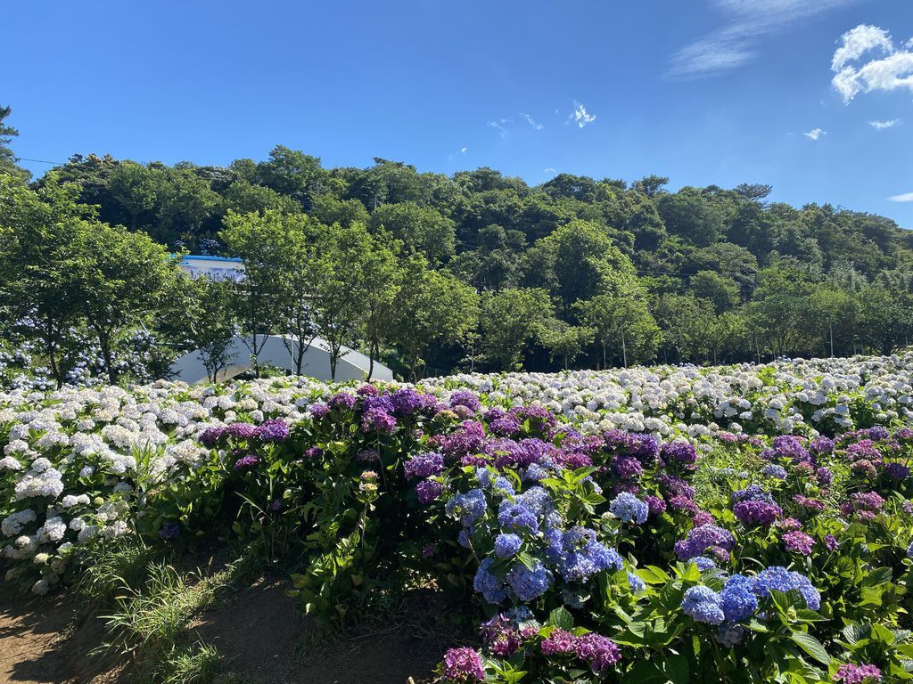 新北萬里景點-高家繡球花田-萬里第三園區，最新最夯的繡球花景點