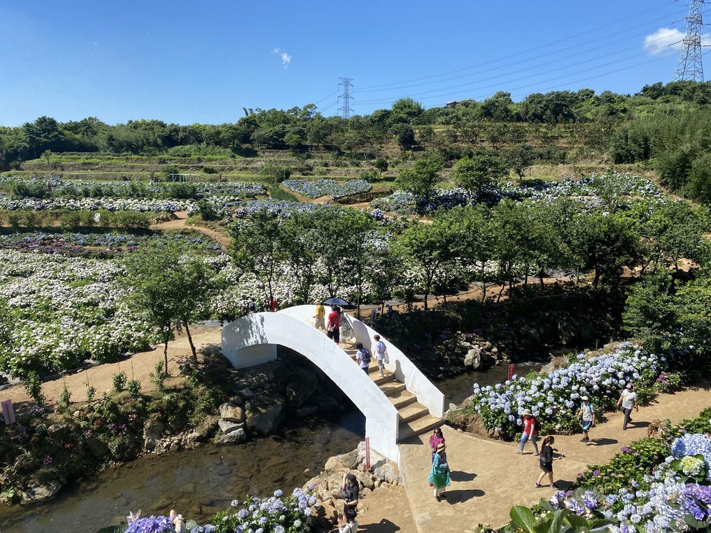 新北萬里景點-高家繡球花田-萬里第三園區，最新最夯的繡球花景點