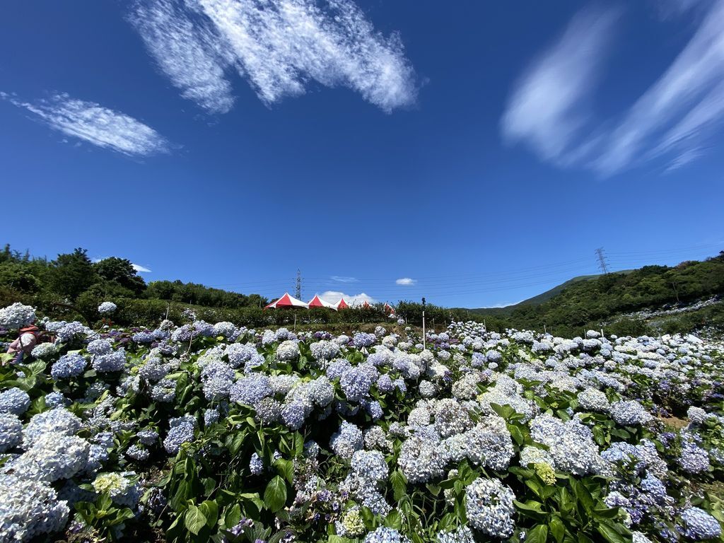 新北萬里景點-高家繡球花田-萬里第三園區，最新最夯的繡球花景點