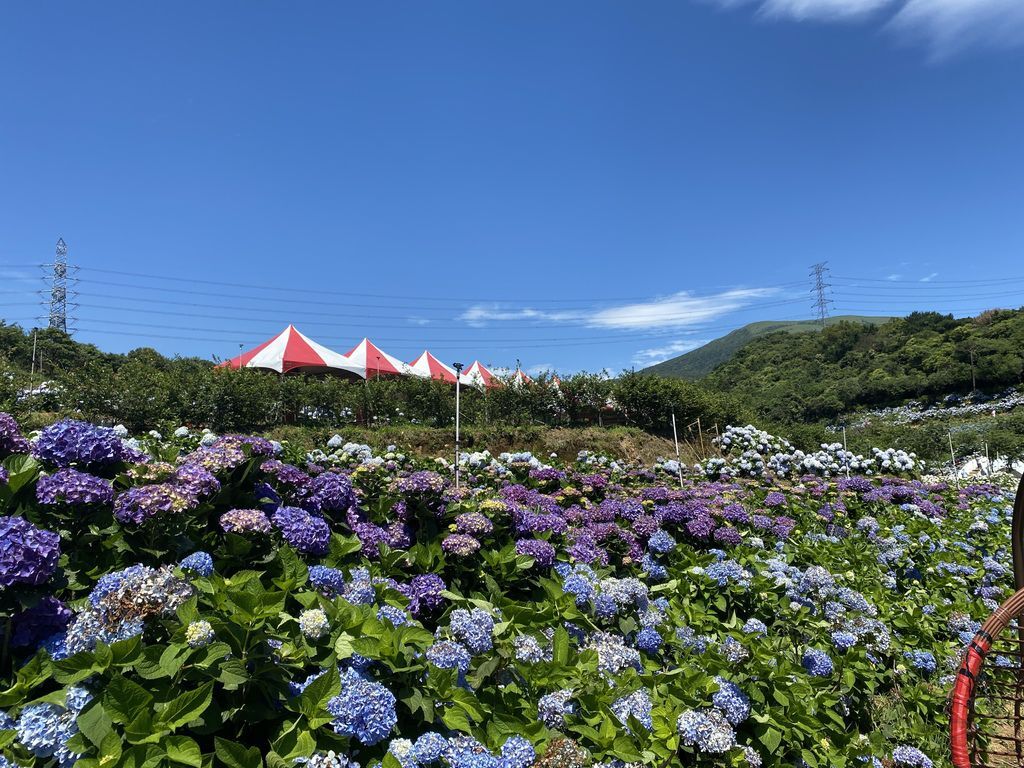 新北萬里景點-高家繡球花田-萬里第三園區，最新最夯的繡球花景點