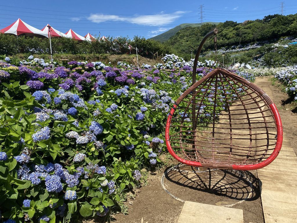 新北萬里景點-高家繡球花田-萬里第三園區，最新最夯的繡球花景點