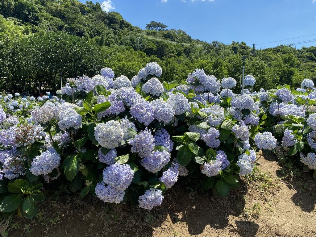 新北萬里景點-高家繡球花田-萬里第三園區，最新最夯的繡球花景點