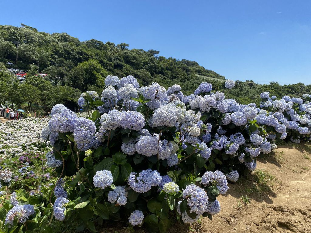 新北萬里景點-高家繡球花田-萬里第三園區，最新最夯的繡球花景點