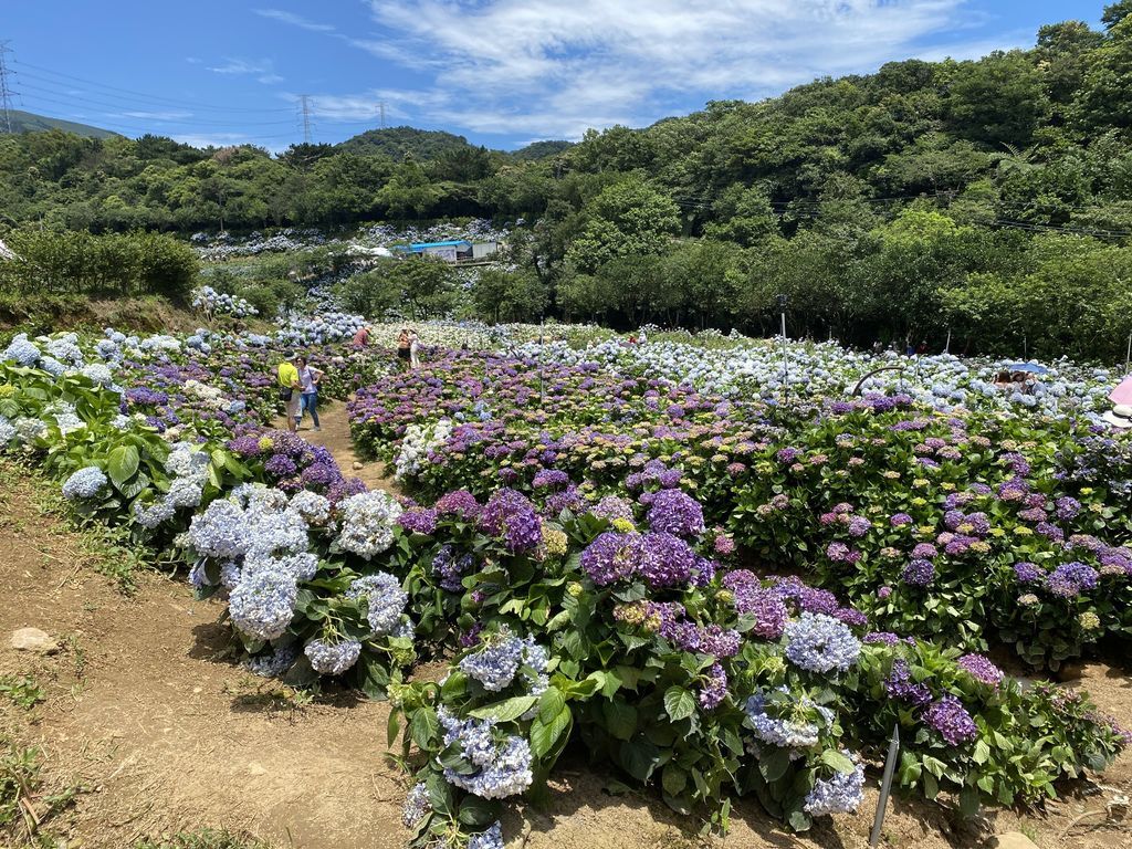 新北萬里景點-高家繡球花田-萬里第三園區，最新最夯的繡球花景點