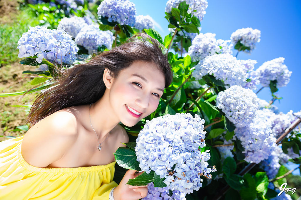 新北萬里景點-高家繡球花田-萬里第三園區，最新最夯的繡球花景點