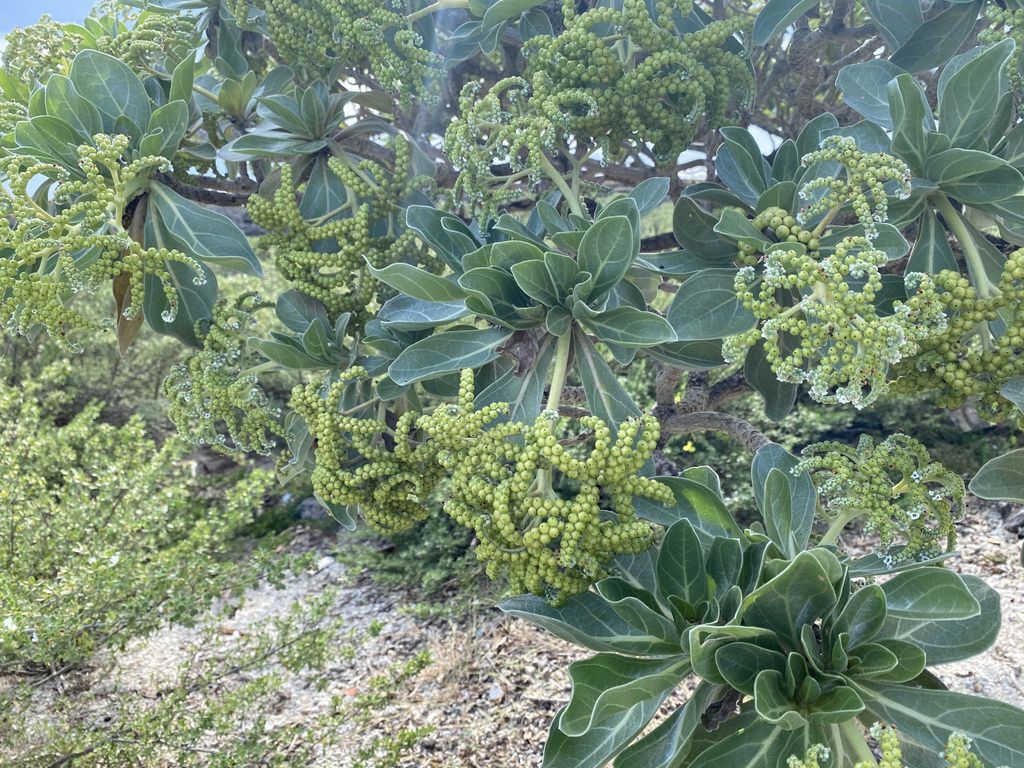 屏東墾丁景點-海岸邊的巨大珊瑚礁岩塊-船帆石