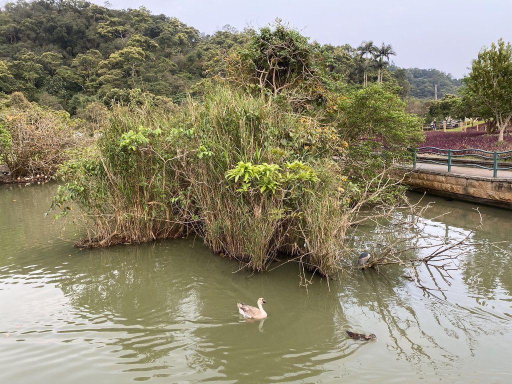 礁溪景點-宜蘭版的小日月潭，一起漫遊在龍潭湖風景區