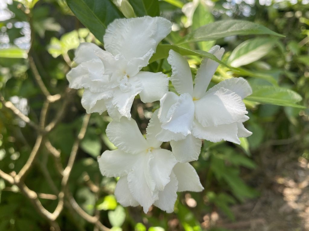 到高雄美濃一定要去美濃湖!在環湖步道散步,欣賞湖光山色 到高雄美濃一定要去美濃湖!在環湖步道散步,欣賞湖光山色