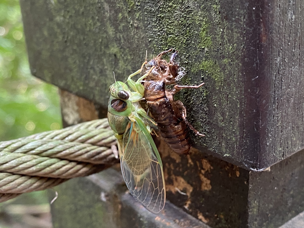 平溪瀑布景點-環境清幽的簾幕式瀑布-望古瀑布 平溪瀑布景點-環境清幽的簾幕式瀑布-望古瀑布