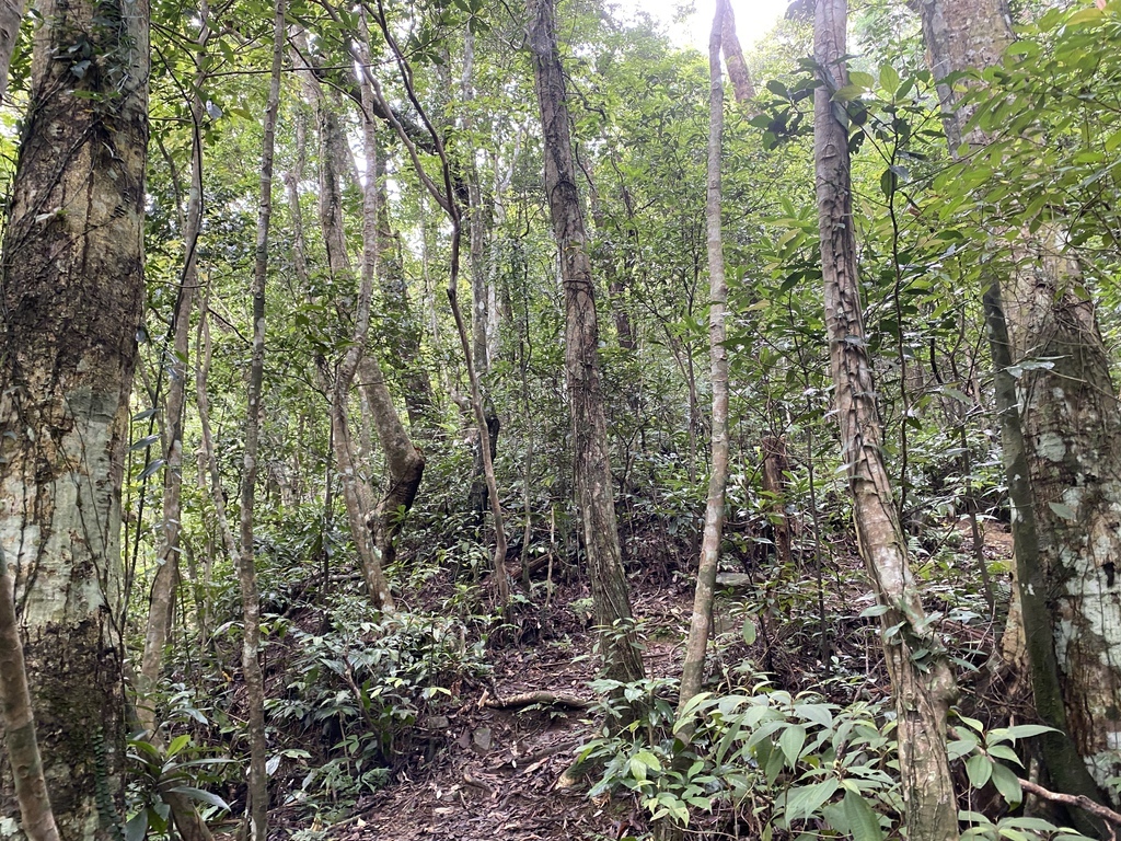 三峽瀑布景點-走訪雲森瀑布秘境-平易近人、小而美的阿花瀑布 三峽瀑布景點-走訪雲森瀑布秘境-平易近人、小而美的阿花瀑布