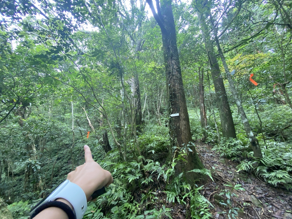 三峽瀑布景點-走訪雲森瀑布秘境-平易近人、小而美的阿花瀑布 三峽瀑布景點-走訪雲森瀑布秘境-平易近人、小而美的阿花瀑布