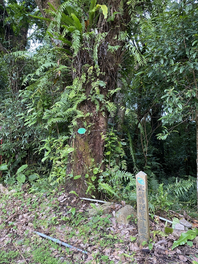 宜蘭礁溪景點-隱藏在礁溪的山林秘境-猴洞坑瀑布！清涼消暑，俯瞰蘭陽美景