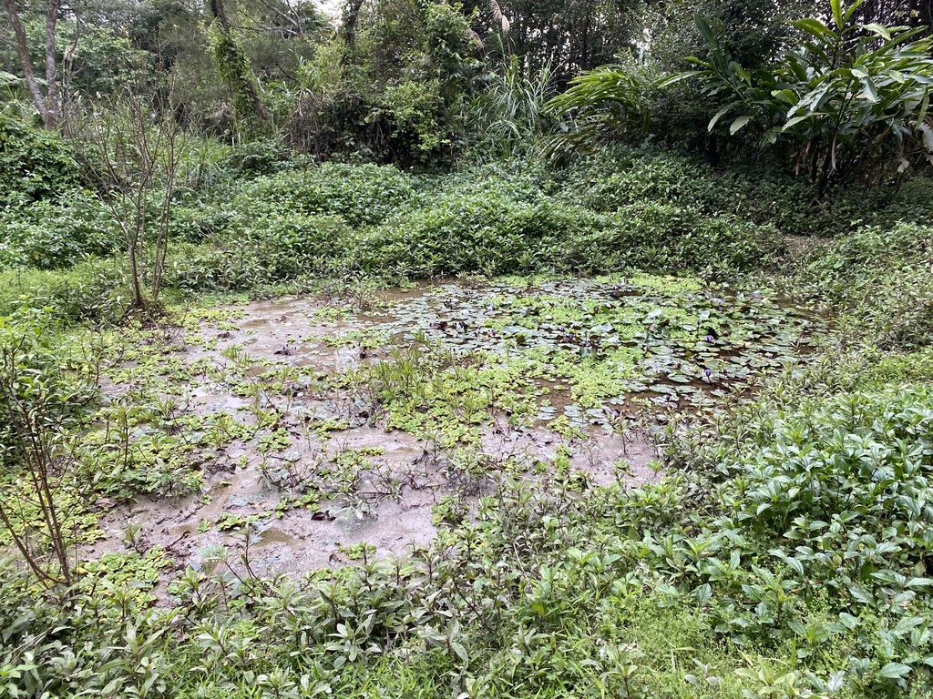 新店登山步道-和美山登山步道,遠看碧潭風景,賞螢火蟲的好地方 新店登山步道-和美山登山步道,遠看碧潭風景,賞螢火蟲的好地方