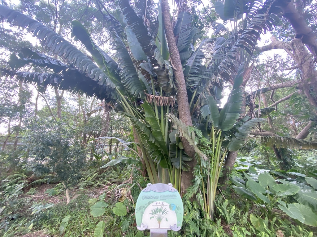 新店登山步道-和美山登山步道,遠看碧潭風景,賞螢火蟲的好地方 新店登山步道-和美山登山步道,遠看碧潭風景,賞螢火蟲的好地方