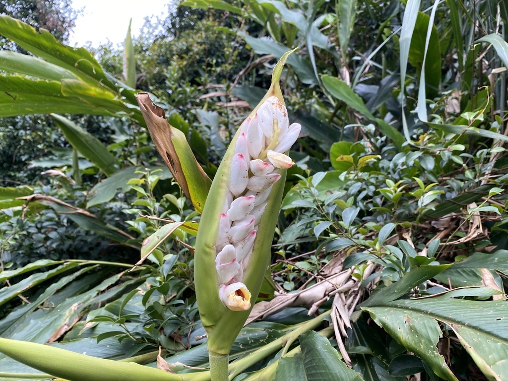 新店登山步道-和美山登山步道,遠看碧潭風景,賞螢火蟲的好地方 新店登山步道-和美山登山步道,遠看碧潭風景,賞螢火蟲的好地方