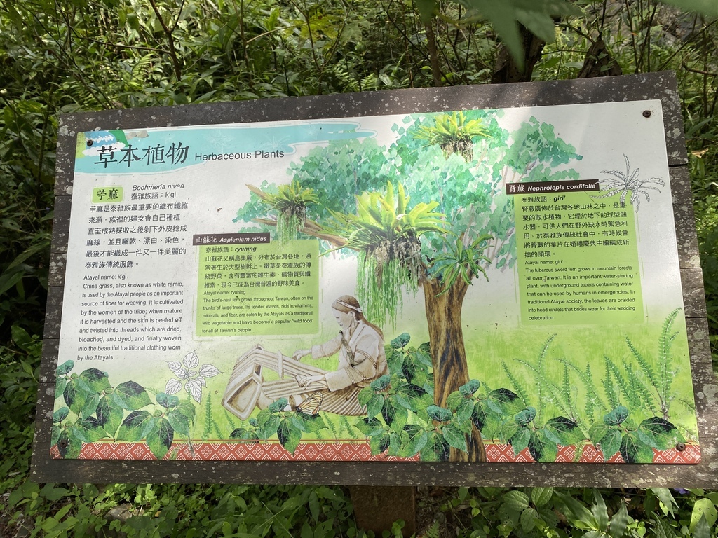 宜蘭大同景點-松羅國家步道，走進滿滿芬多精的綠色世界