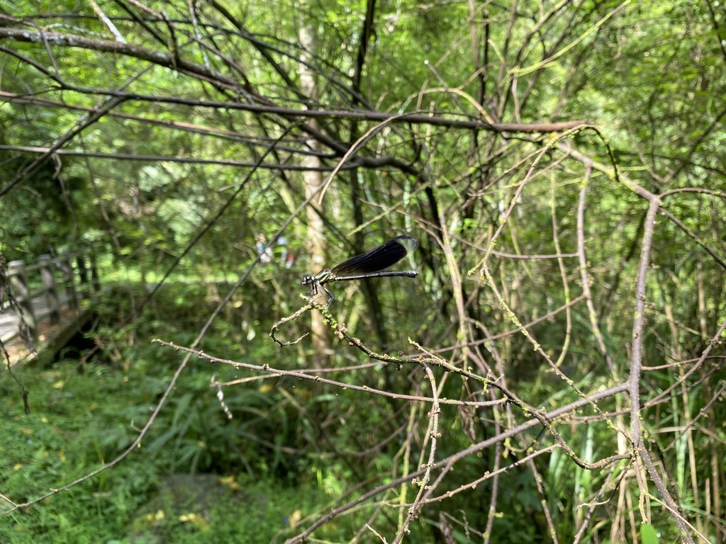 宜蘭大同景點-松羅國家步道，走進滿滿芬多精的綠色世界