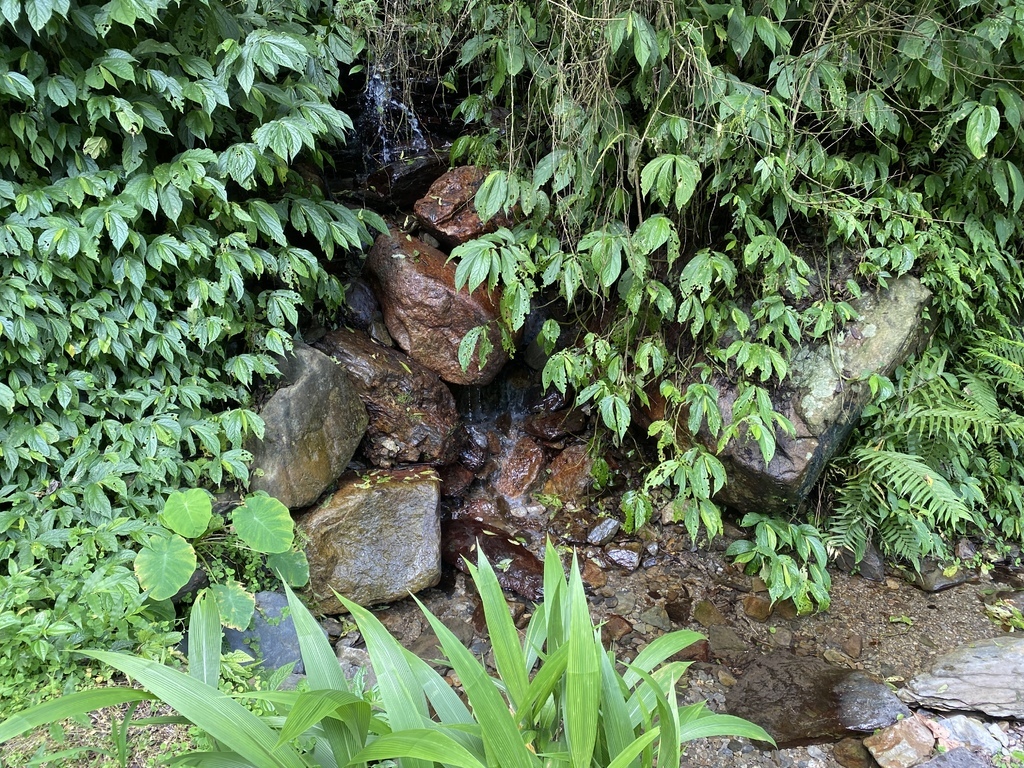 宜蘭大同景點-松羅國家步道，走進滿滿芬多精的綠色世界