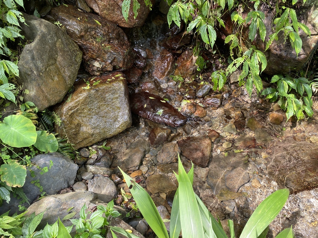 宜蘭大同景點-松羅國家步道，走進滿滿芬多精的綠色世界