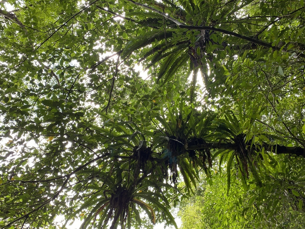 宜蘭大同景點-松羅國家步道，走進滿滿芬多精的綠色世界