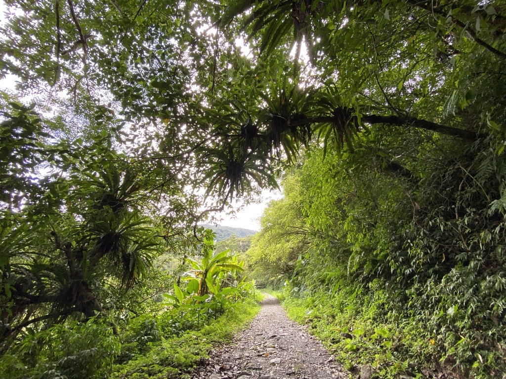 宜蘭大同景點-松羅國家步道，走進滿滿芬多精的綠色世界