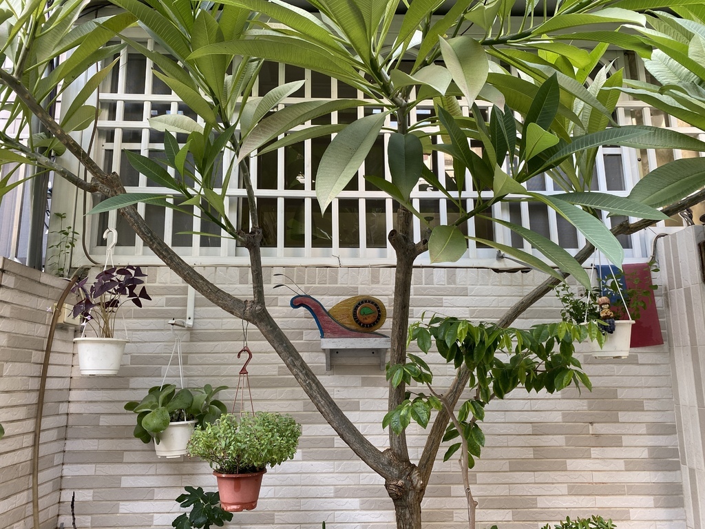 台南中西區景點-蝸牛巷!藏身在巷弄的藝術文青小巷