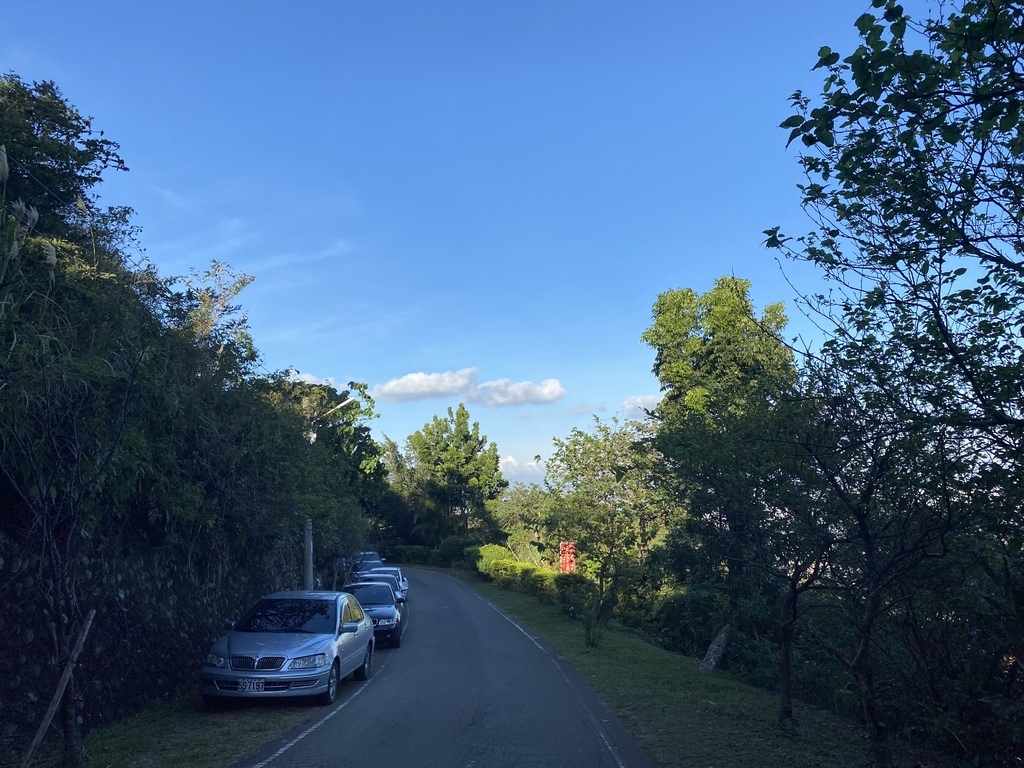 樹林景點-三角埔頂山芒草花季，滿山的芒草花夢幻又浪漫