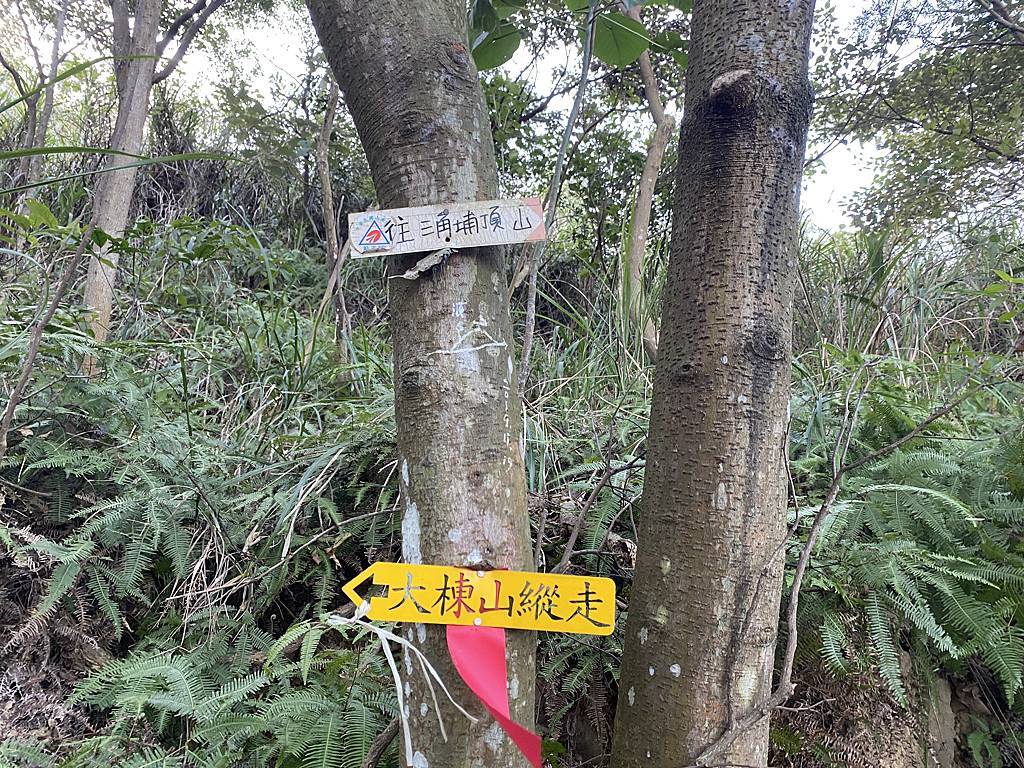 樹林景點-三角埔頂山芒草花季，滿山的芒草花夢幻又浪漫