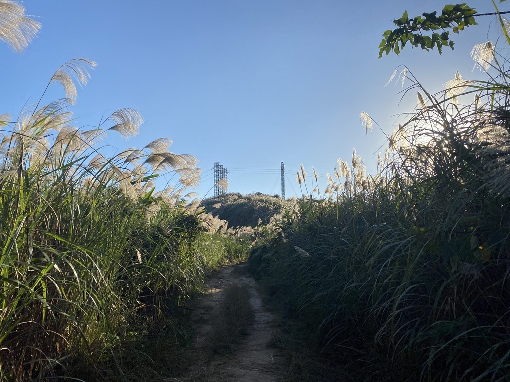 樹林景點-三角埔頂山芒草花季，滿山的芒草花夢幻又浪漫