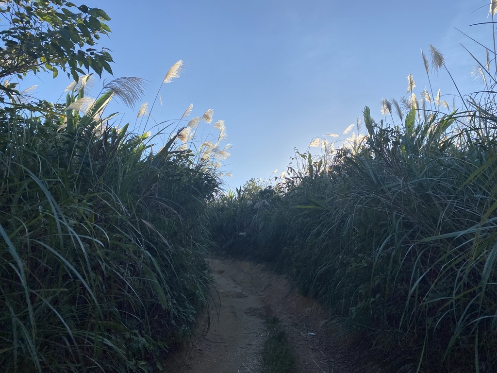 樹林景點-三角埔頂山芒草花季，滿山的芒草花夢幻又浪漫