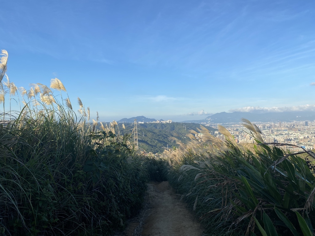 樹林景點-三角埔頂山芒草花季，滿山的芒草花夢幻又浪漫