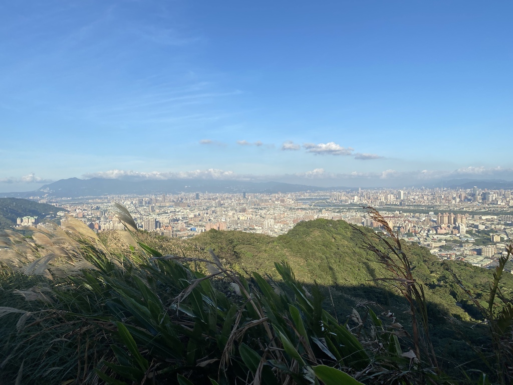 樹林景點-三角埔頂山芒草花季，滿山的芒草花夢幻又浪漫