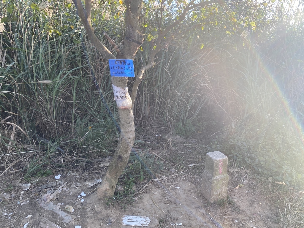 樹林景點-三角埔頂山芒草花季，滿山的芒草花夢幻又浪漫