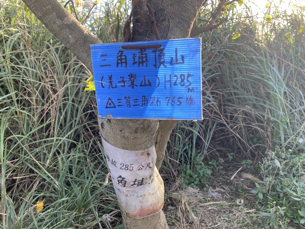 樹林景點-三角埔頂山芒草花季，滿山的芒草花夢幻又浪漫