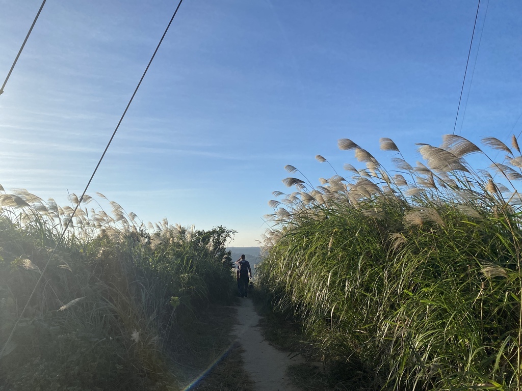 樹林景點-三角埔頂山芒草花季，滿山的芒草花夢幻又浪漫