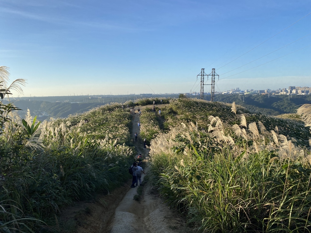 樹林景點-三角埔頂山芒草花季，滿山的芒草花夢幻又浪漫