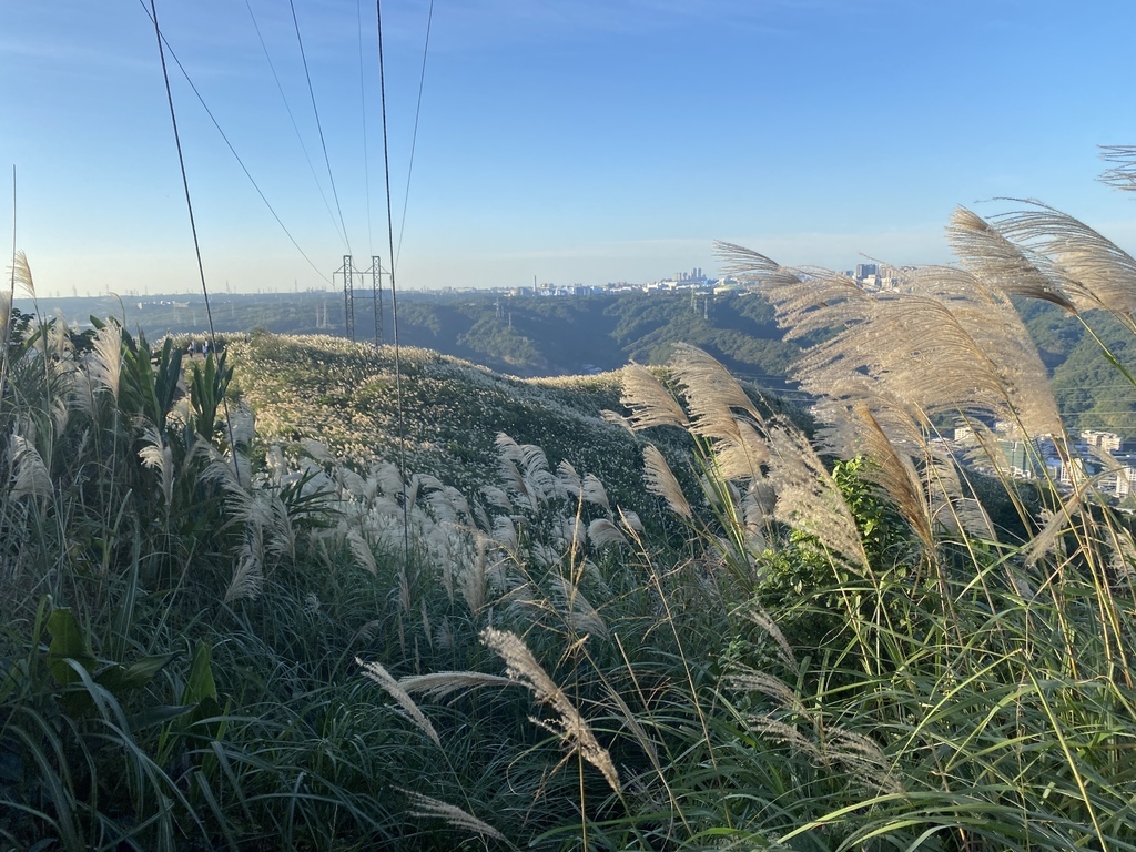 樹林景點-三角埔頂山芒草花季，滿山的芒草花夢幻又浪漫