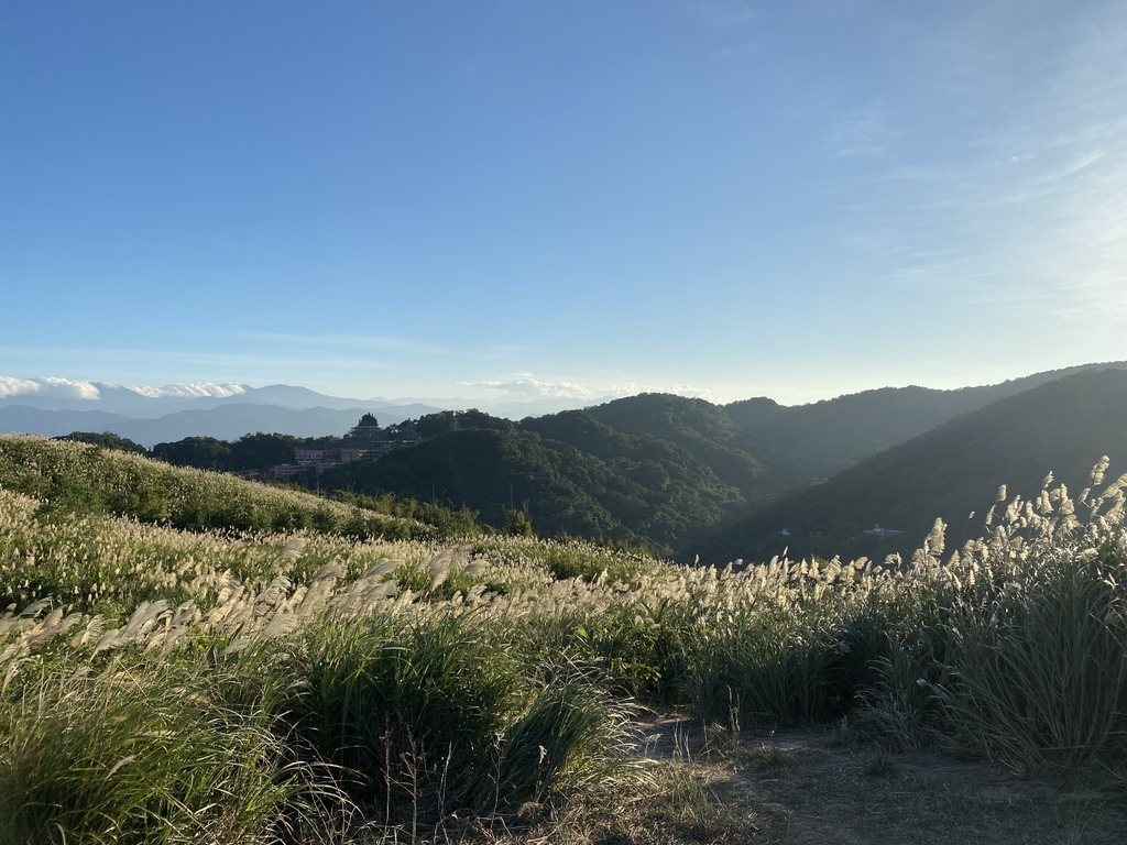 樹林景點-三角埔頂山芒草花季，滿山的芒草花夢幻又浪漫