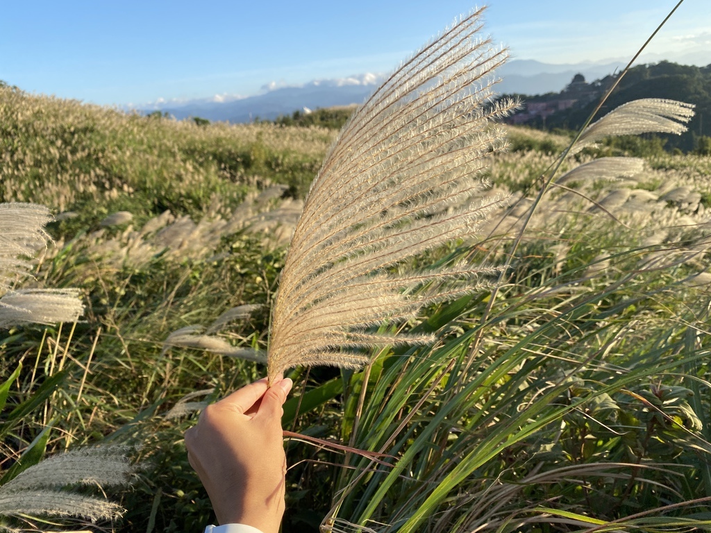 樹林景點-三角埔頂山芒草花季，滿山的芒草花夢幻又浪漫