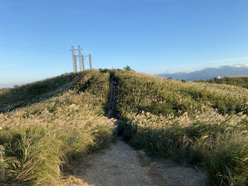 樹林景點-三角埔頂山芒草花季，滿山的芒草花夢幻又浪漫