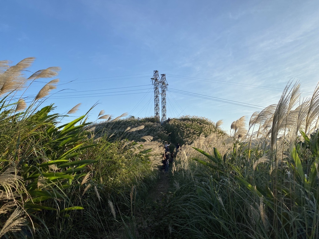 樹林景點-三角埔頂山芒草花季，滿山的芒草花夢幻又浪漫