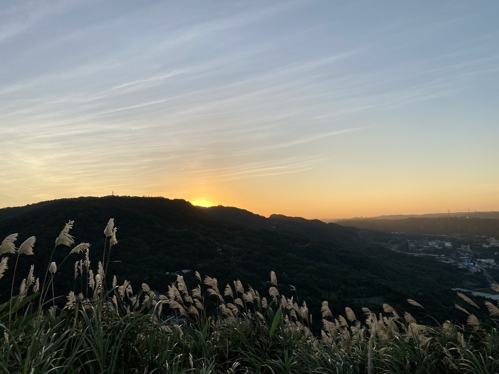 樹林景點-三角埔頂山芒草花季，滿山的芒草花夢幻又浪漫