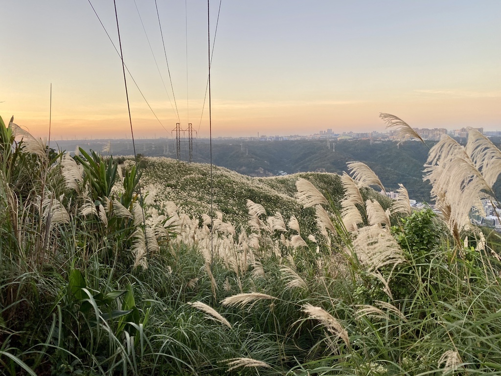 樹林景點-三角埔頂山芒草花季，滿山的芒草花夢幻又浪漫